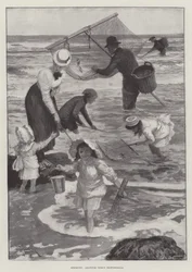 Shrimping, Amateurs versus Professionals